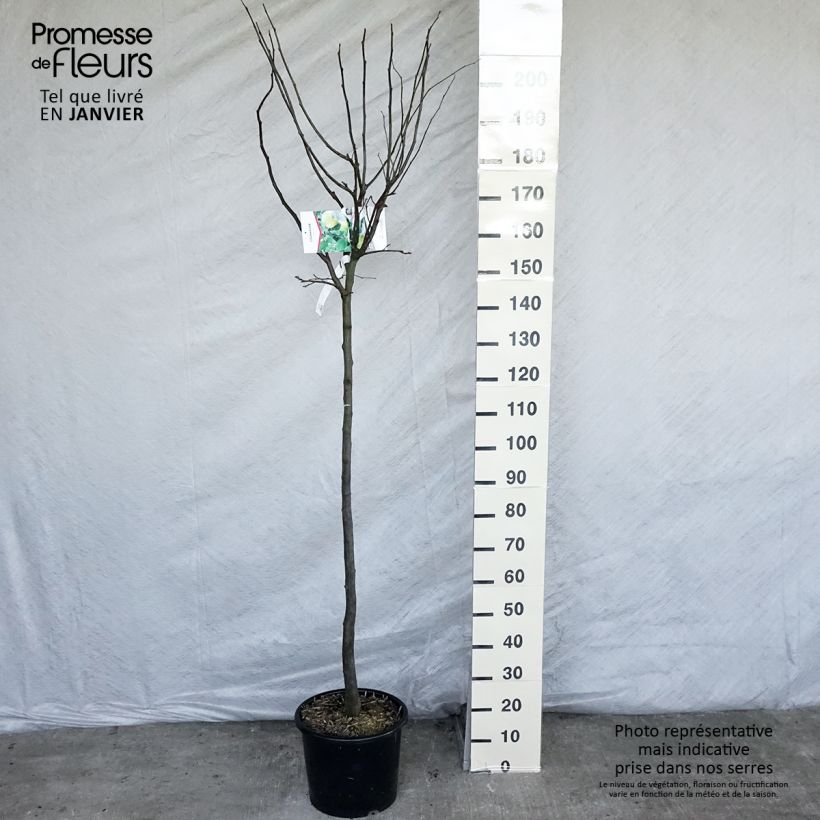 Membrillero Champion Maceta 12L/15L, Medio tallo Ejemplar entregado en invierno