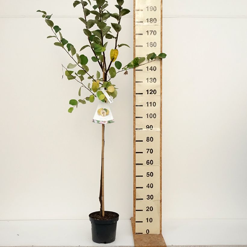 Ejemplar de Membrillero Vranja Maceta 7,5L/10L, Medio tallo entregado en otoño