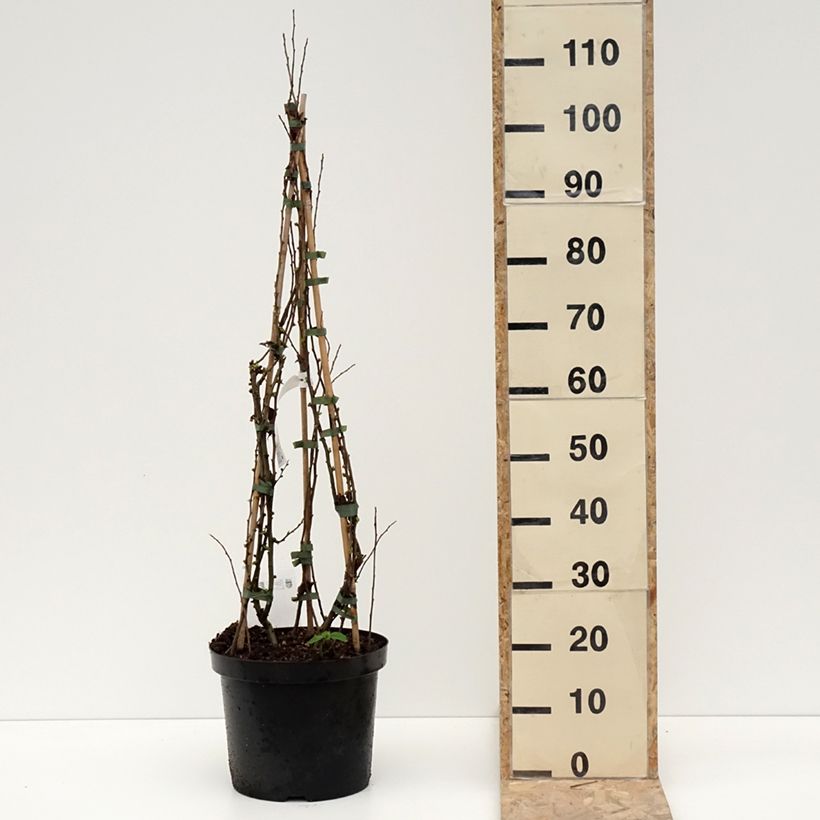 Membrillero del Japón Cameo - Chaenomeles speciosa Maceta 7,5L/10L Ejemplar entregado en invierno