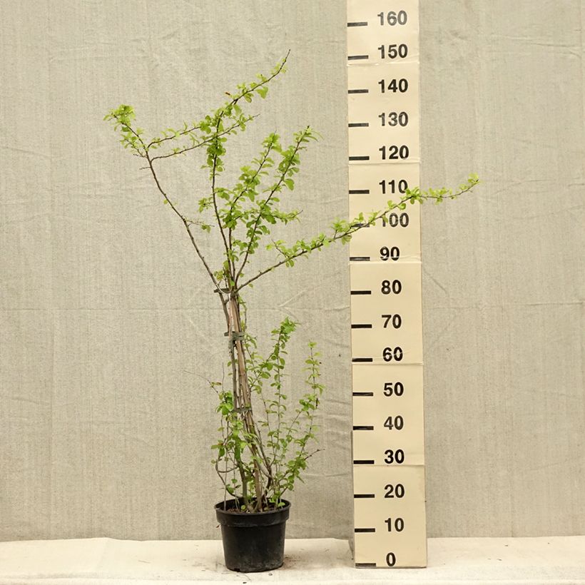 Ejemplar de Membrillero del Japón Cameo - Chaenomeles speciosa Maceta 3L/4L entregado en verano