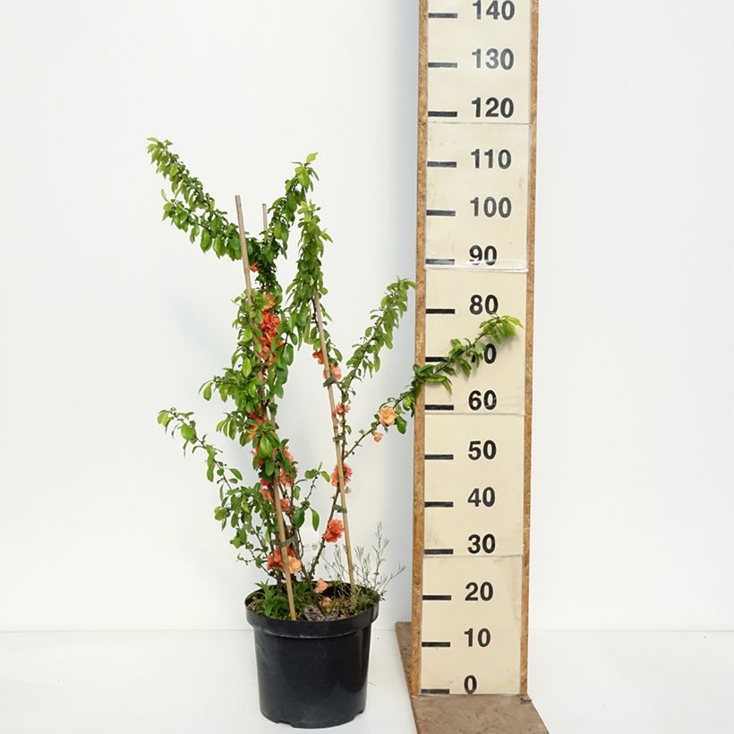 Membrillero del Japón Cameo - Chaenomeles speciosa Maceta 7,5L/10L Ejemplar entregado en la primavera