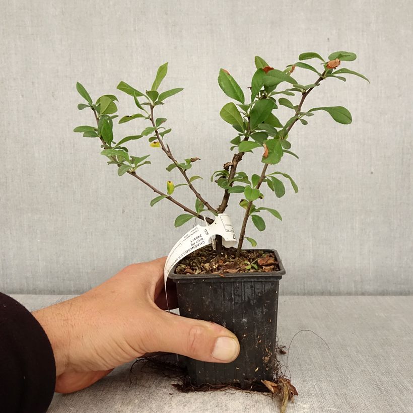 Chaenomeles speciosa Double Delice Love - Membrillero del Japón Maceta de 8/9 cm Ejemplar entregado en la primavera