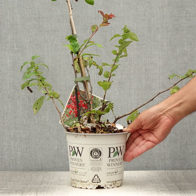 Ejemplar de Cognassier du Japon - Chaenomeles speciosa Mango Storm Pot de 3L/4L entregado en verano