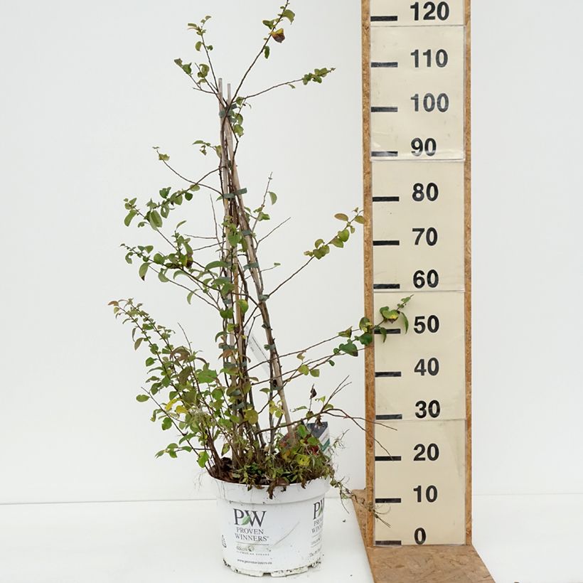 Ejemplar de Membrillero del Japón Mango Storm - Chaenomeles speciosa Maceta 7,5L/10L entregado en otoño