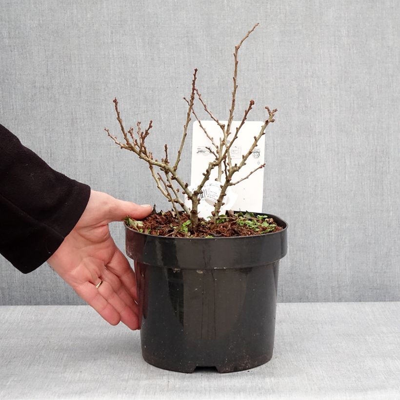 Membrillero del Japón Red Kimono - Chaenomeles speciosa Maceta 4L/5L Ejemplar entregado en invierno