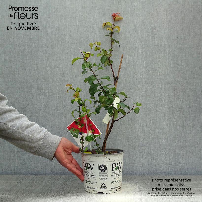 Ejemplar de Membrillero del Japón Scarlet Storm - Chaenomeles speciosa Maceta 3L/4L entregado en otoño