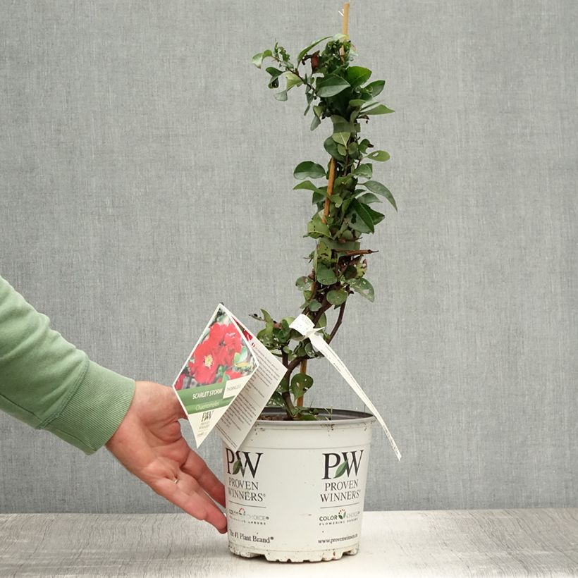 Ejemplar de Membrillero del Japón Scarlet Storm - Chaenomeles speciosa Maceta 3L/4L entregado en verano