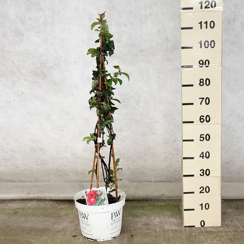 Ejemplar de Membrillero del Japón Scarlet Storm - Chaenomeles speciosa Maceta 7,5L/10L entregado en verano