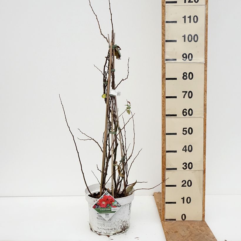 Ejemplar de Membrillero del Japón Scarlet Storm - Chaenomeles speciosa Maceta 7,5L/10L entregado en otoño