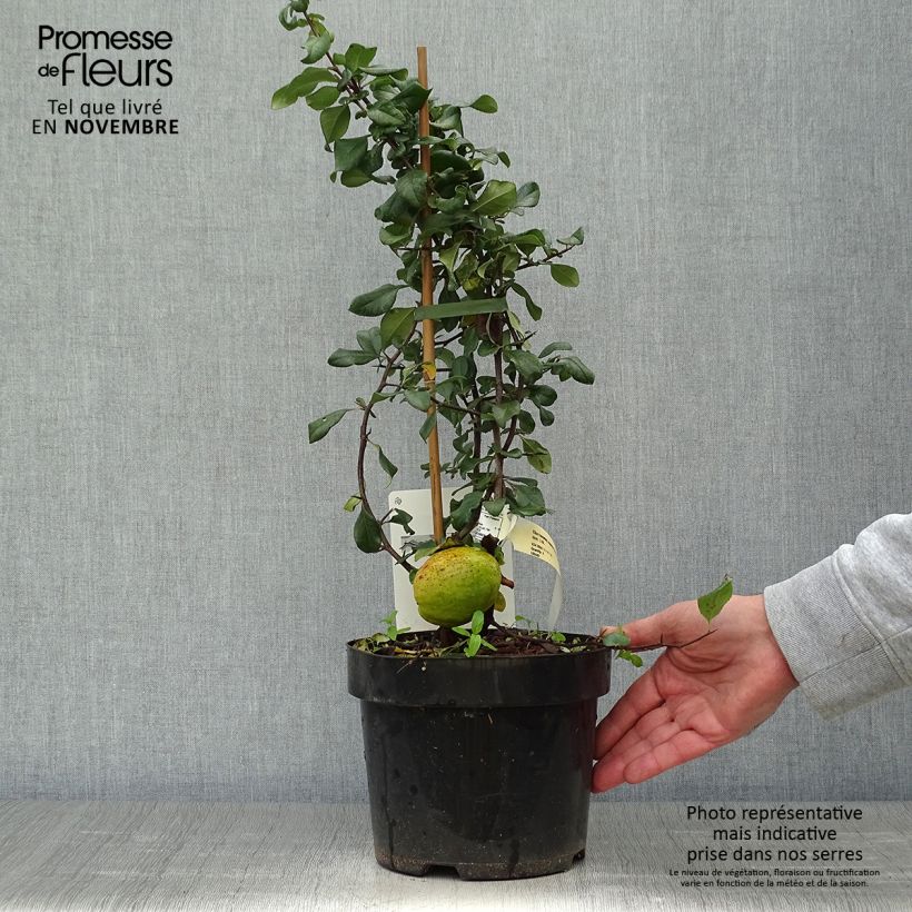 Ejemplar de Membrillero del Japón Elly Mossel - Chaenomeles superba Maceta 2L/3L entregado en otoño
