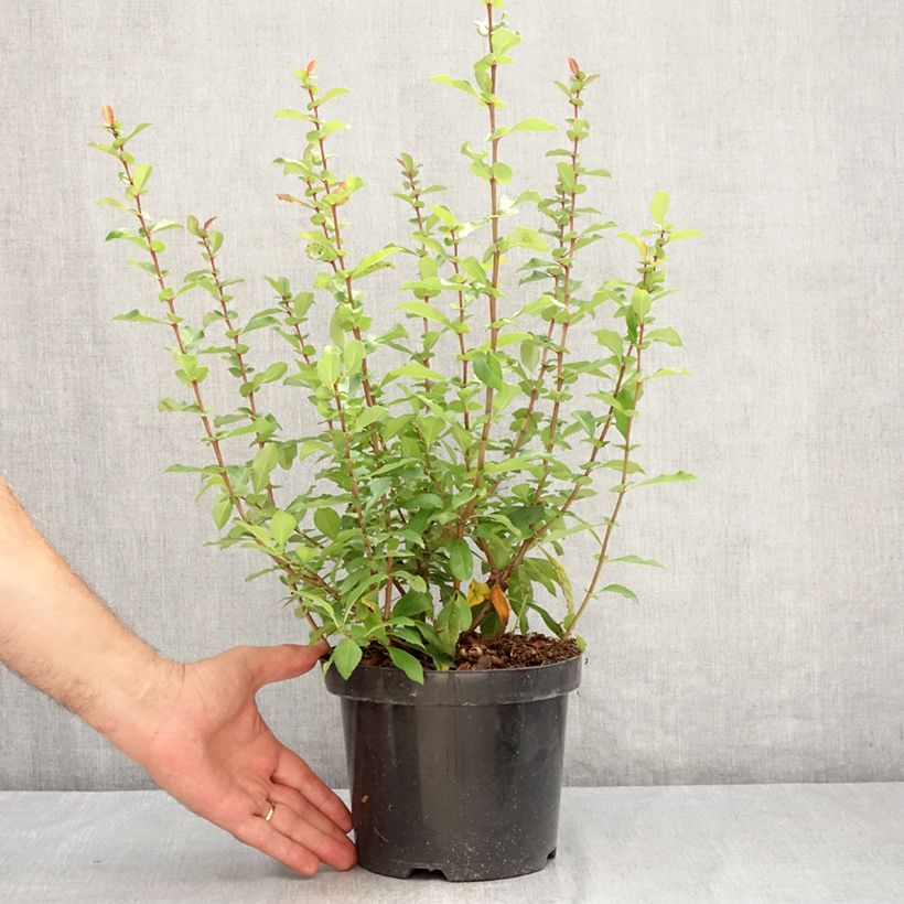 Ejemplar de Membrillero del Japón Hollandia - Chaenomeles superba Maceta 2L/3L entregado en verano