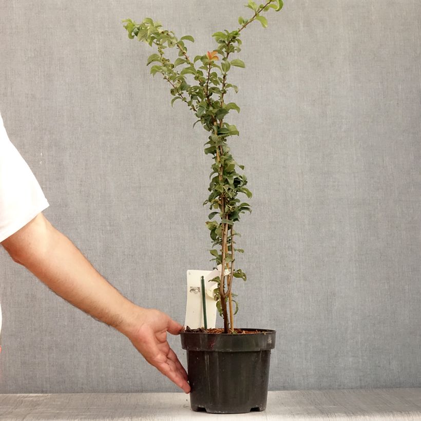 Ejemplar de Membrillero del JapónSalmon Horizon - Chaenomeles superba Maceta 2L/3L entregado en verano