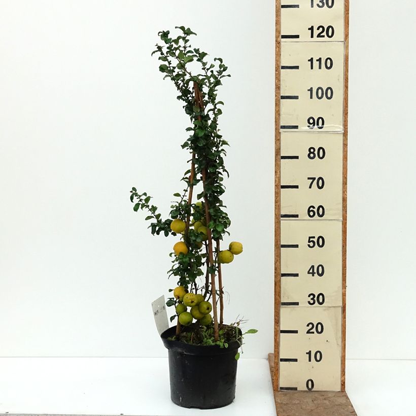 Ejemplar de Membrillero del JapónSalmon Horizon - Chaenomeles superba Maceta 7,5L/10L entregado en otoño