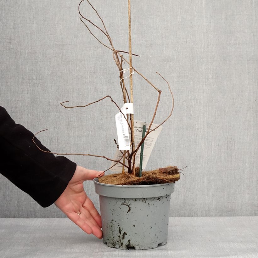 Membrillero de flor Cido Red Maceta 2L/3L, Formación arbustiva Ejemplar entregado en invierno
