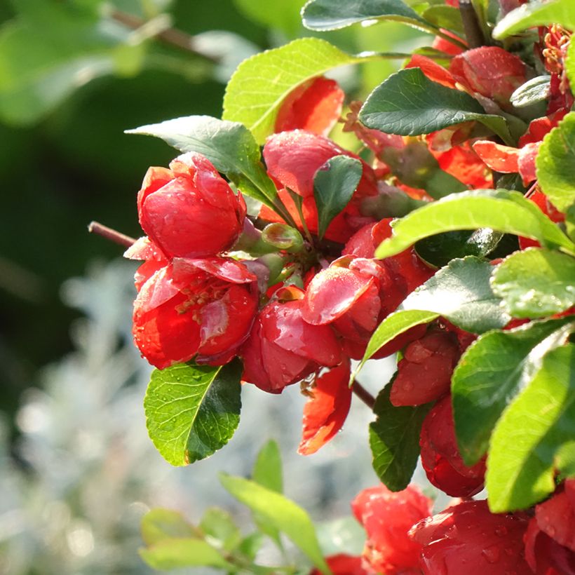 Membrillero de flor Cido Red (Floración)