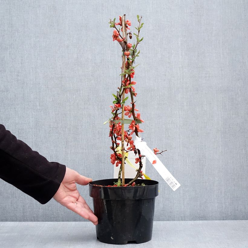 Membrillero del Japón Clementine - Chaenomeles speciosa Maceta 3L/4L Ejemplar entregado en la primavera