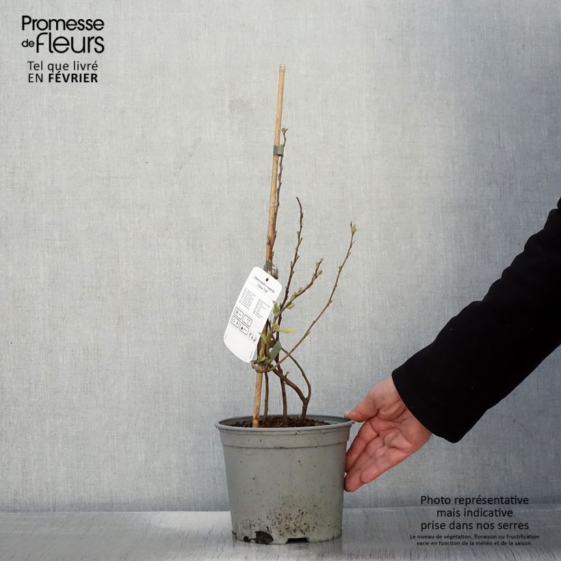 Membrillero del Japón Colour Trail - Chaenomeles superba Maceta 3L/4L Ejemplar entregado en invierno