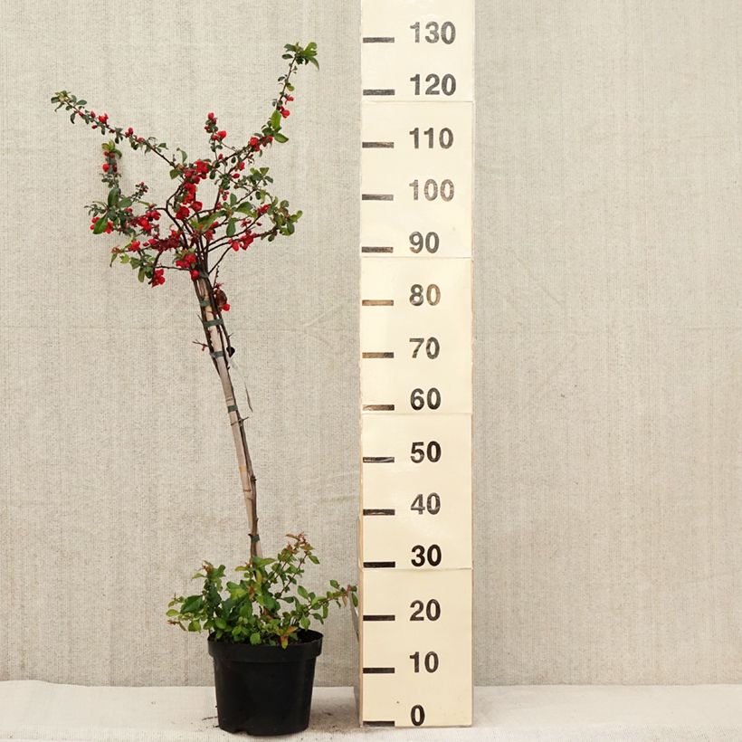 Membrillero del Japón Colour Trail - Chaenomeles superba Maceta 3L/4L Ejemplar entregado en la primavera