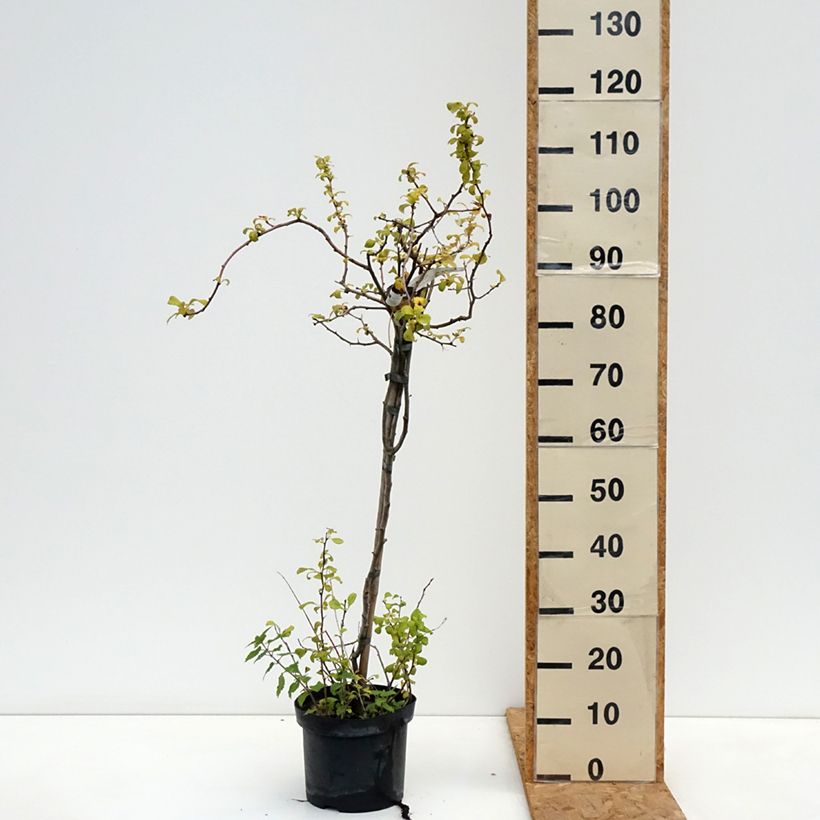 Ejemplar de Membrillero del Japón Crimson and Gold - Chaenomeles superba Maceta 4L/5L entregado en otoño