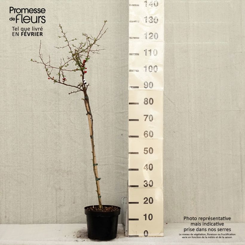 Membrillero del Japón Crimson and Gold - Chaenomeles superba Maceta 4L/5L Ejemplar entregado en invierno