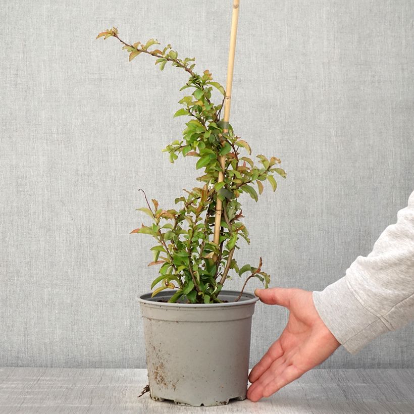 Membrillero del Japón Crimson and Gold - Chaenomeles superba Maceta 4L/5L Ejemplar entregado en la primavera