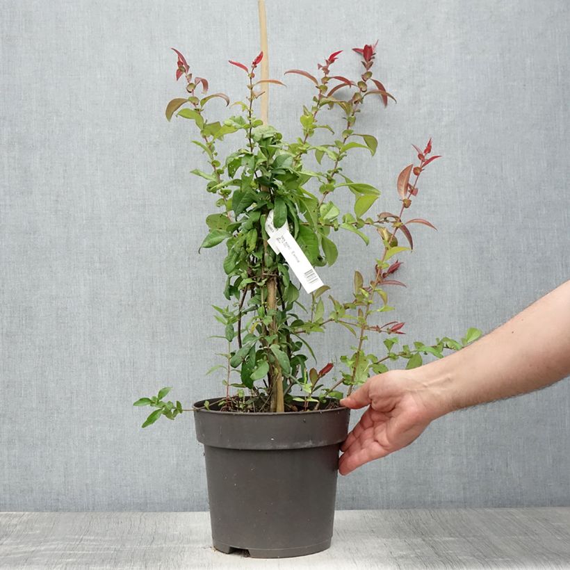 Ejemplar de Chaenomeles spathulifolium Eximia - Membrillero de flor Maceta 4L/5L entregado en verano