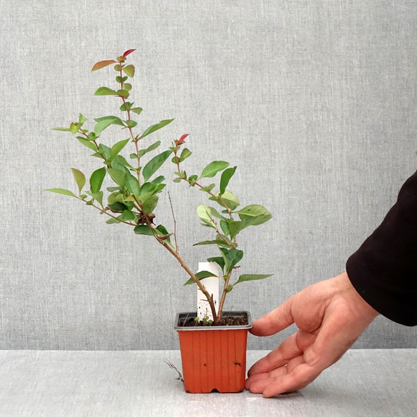 Ejemplar de Membrillero del Japón Fire dance - Chaenomeles speciosa Maceta de 8/9 cm entregado en otoño