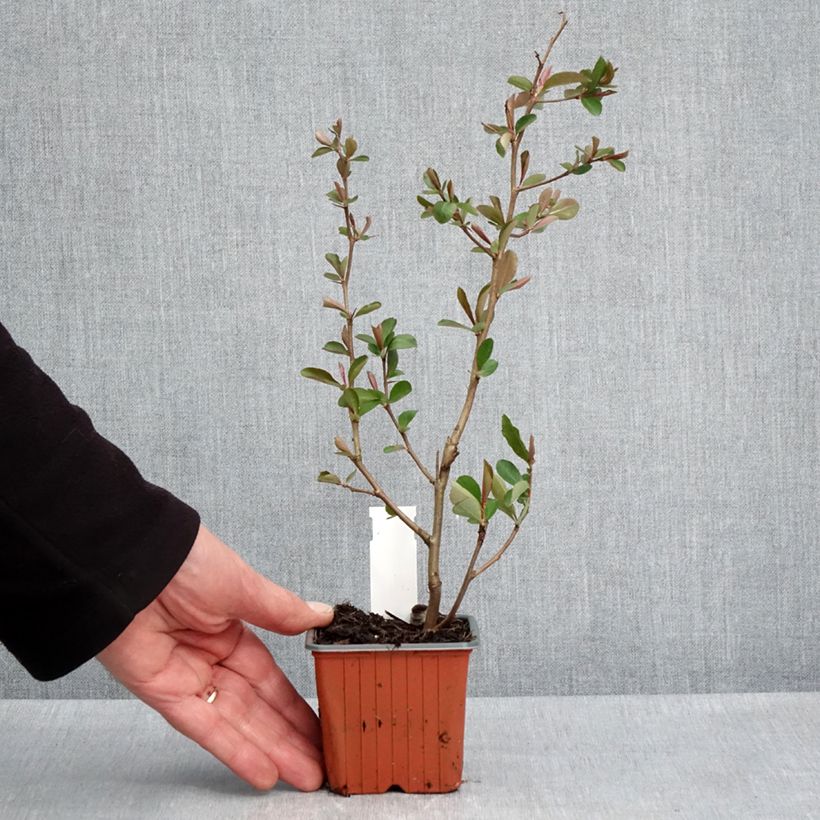 Membrillero del Japón Fire dance - Chaenomeles speciosa Maceta de 8/9 cm Ejemplar entregado en la primavera