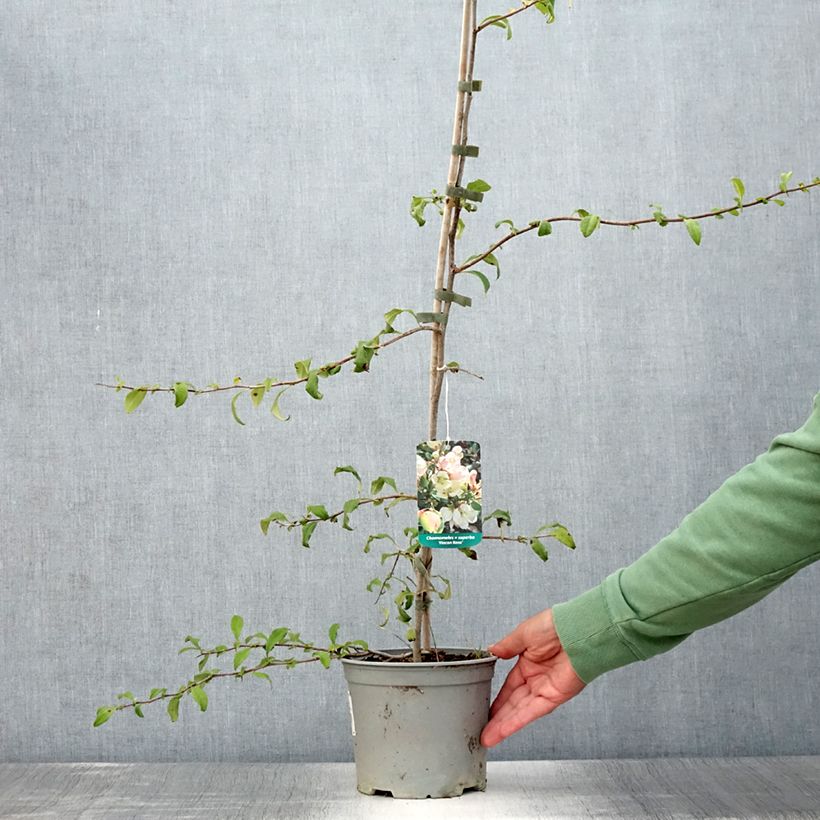 Ejemplar de Membrillero del Japón Flocon Rose - Chaenomeles speciosa Maceta 3L/4L entregado en verano