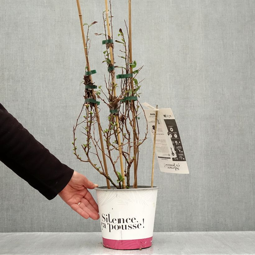 Ejemplar de Membrillero del Japón Friesdorfer - Chaenomeles speciosa Maceta 3L/4L entregado en otoño