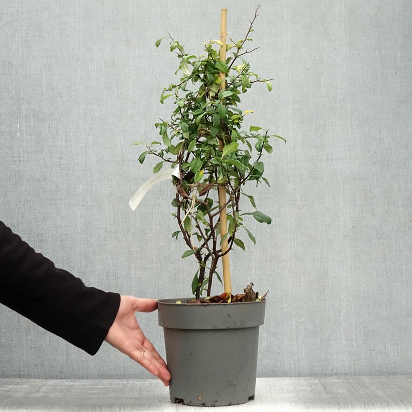 Ejemplar de Membrillero del Japón Hot Fire - Chaenomeles speciosa Maceta 4L/5L entregado en otoño
