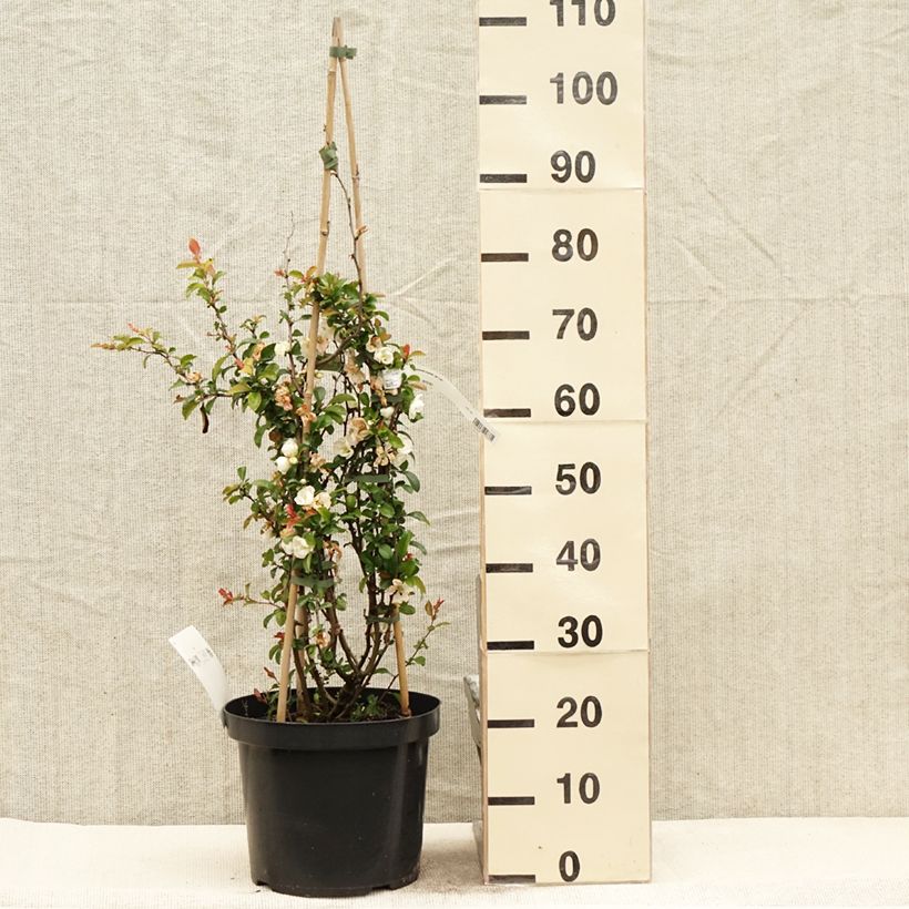 Membrillero del Japón Jet Trail - Chaenomeles superba Maceta 7,5L/10L Ejemplar entregado en la primavera