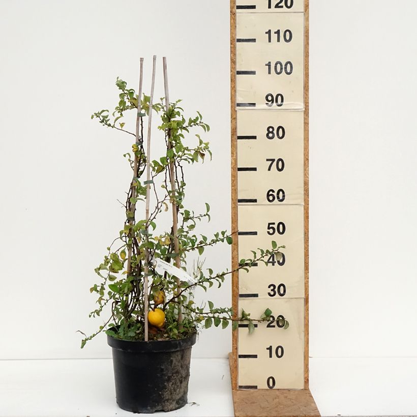 Ejemplar de Membrillero del Japón Jet Trail - Chaenomeles superba Maceta 7,5L/10L entregado en otoño
