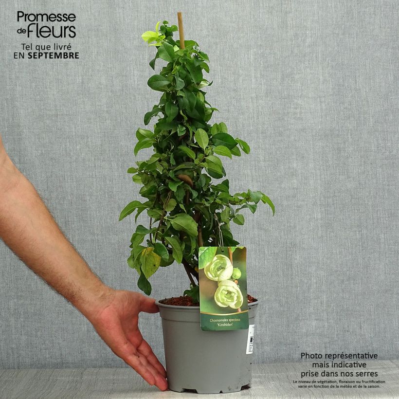 Ejemplar de Membrillero del Japón Kinshiden - Chaenomeles speciosa Maceta 3L/4L entregado en verano