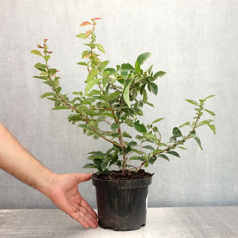 Ejemplar de Membrillero del Japón Nicoline - Chaenomeles superba Maceta 2L/3L entregado en verano