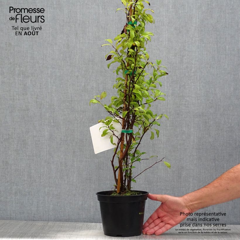 Ejemplar de Membrillero del Japón Nivalis - Chaenomeles speciosa Maceta 2L/3L entregado en verano