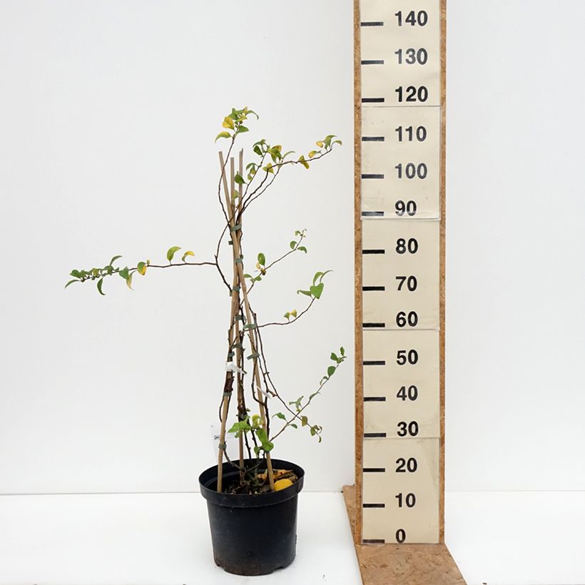 Ejemplar de Membrillero del Japón Pink Lady - Chaenomeles superba Maceta 7,5L/10L entregado en otoño