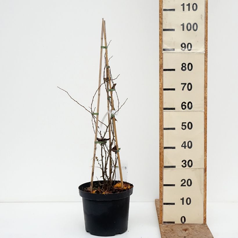 Membrillero del Japón Pink Lady - Chaenomeles superba Maceta 7,5L/10L Ejemplar entregado en invierno