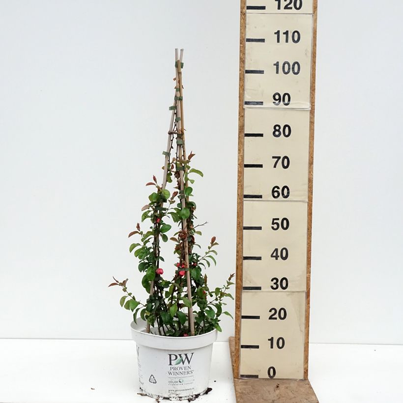 Membrillero del Japón Pink Lady - Chaenomeles superba Maceta 7,5L/10L Ejemplar entregado en la primavera