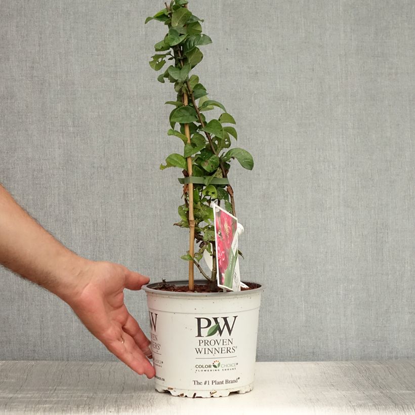 Ejemplar de Membrillero del Japón Pink Storm - Chaenomeles speciosa Maceta 2L/3L entregado en verano