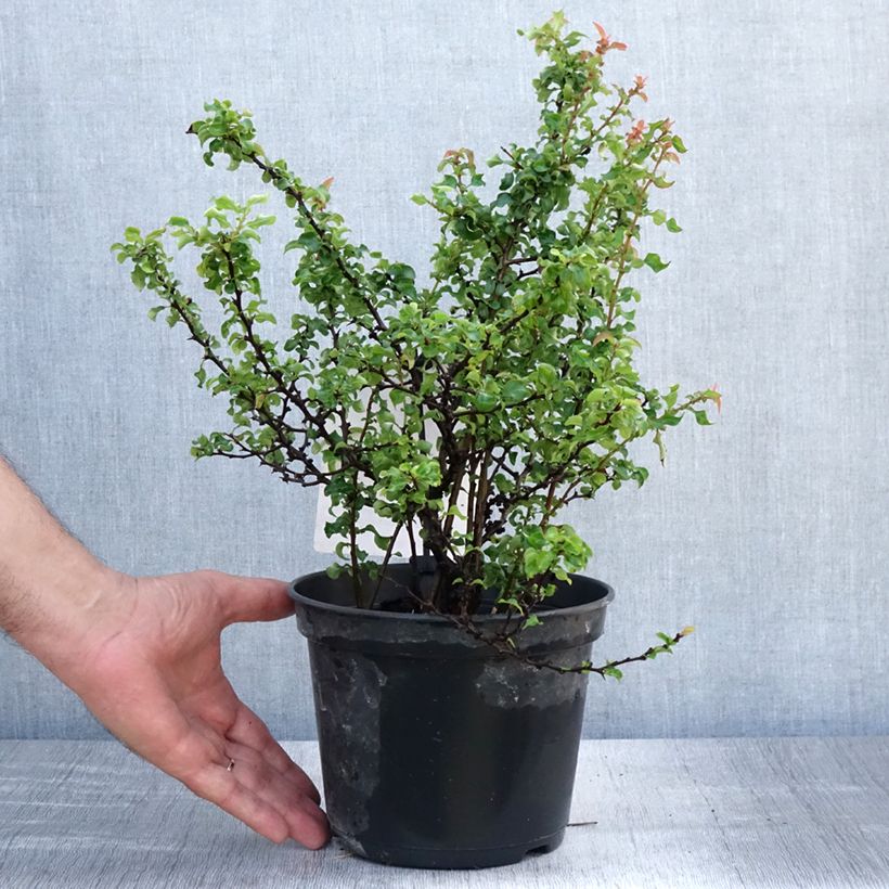 Ejemplar de Membrillero del Japón Red Joy - Chaenomeles superba Maceta 2L/3L entregado en verano