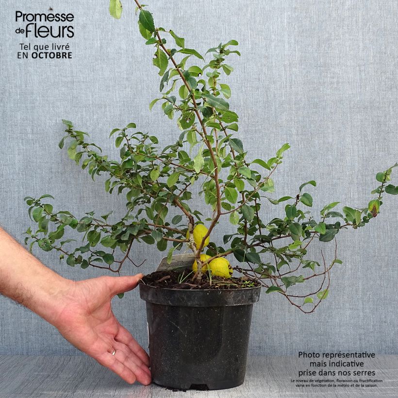 Ejemplar de Chaenomeles japonica Sargentii - Membrillero de flor Maceta 3L/4L entregado en otoño