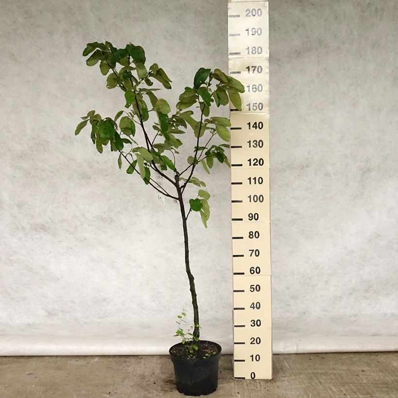 Membrillero Monstrueux de Vranja Maceta 7,5L/10L, Copa Ejemplar entregado en la primavera