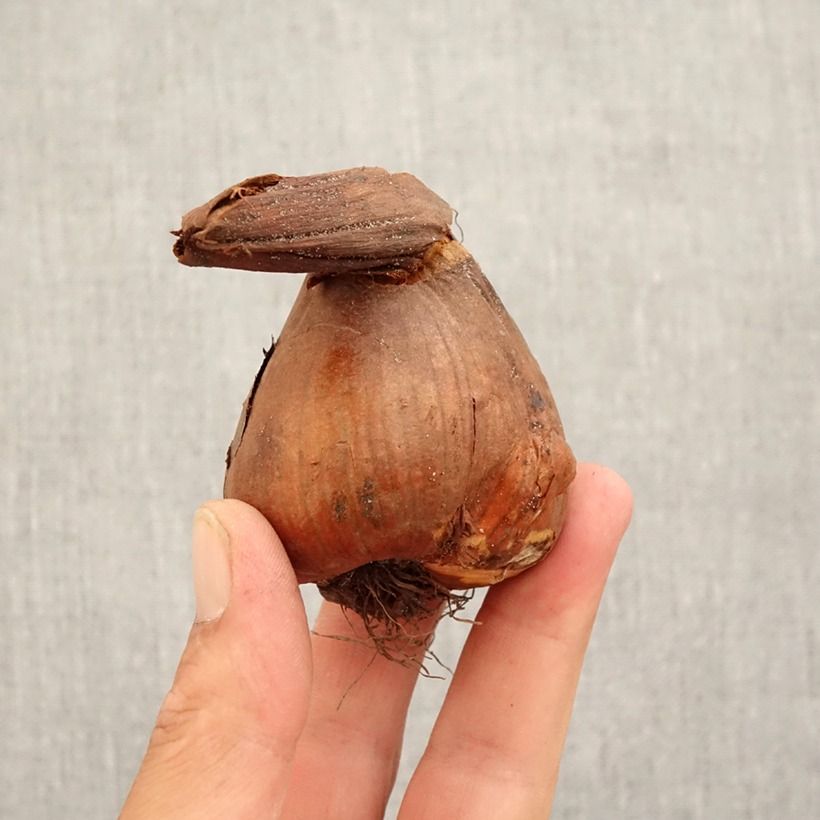 Ejemplar de Colchicum speciosum Giganteum Bulbo calibre 18/20 entregado en otoño
