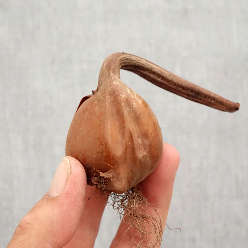 Ejemplar de Colchicum autumnale Alboplenum - Cólquico Bulbo calibre 13+ entregado en otoño