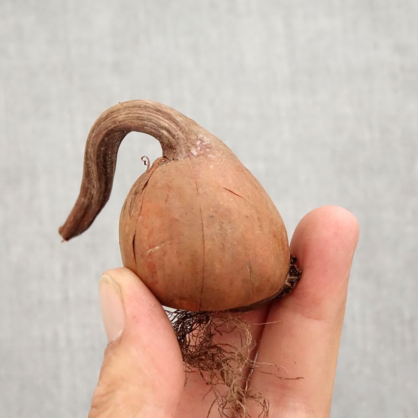 Ejemplar de Colchicum autumnale Album - Cólquico Bulbo calibre 13+ entregado en otoño