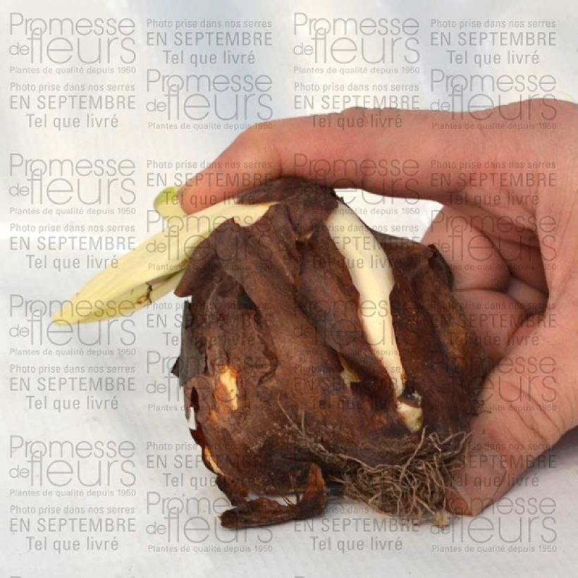 Ejemplo de ejemplar de Colchique speciosum atrorubens Bulbe calibre 18+ tal y como se entrega