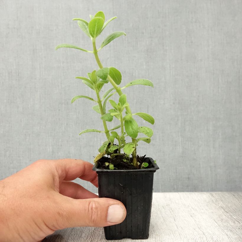 Ejemplar de Planta del dinero - Plectranthus caninus Maceta de 7/8 cm entregado en verano