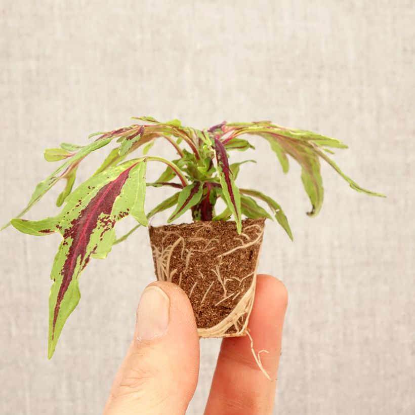 Coleus scutellarioides Chili Pepper minicepellón: Ø 3/4 cm Ejemplar entregado en la primavera