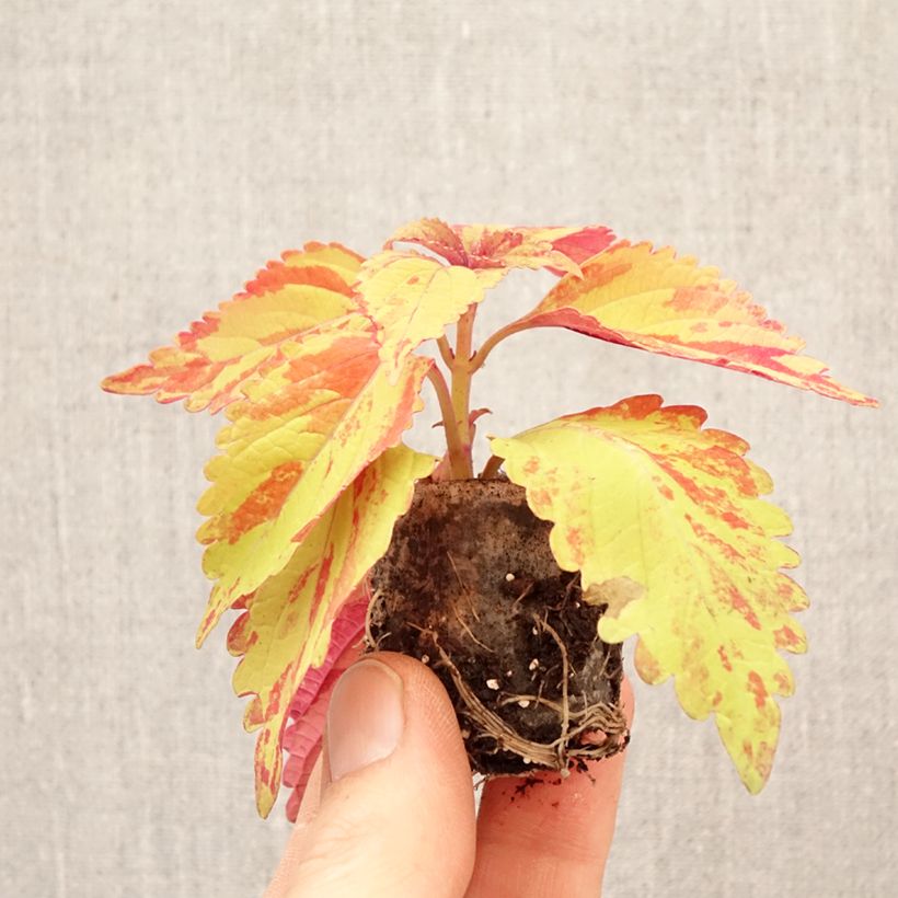 Cóleo Golden Freckles minicepellón: Ø 3/4 cm Ejemplar entregado en la primavera
